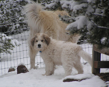 F and V in snow